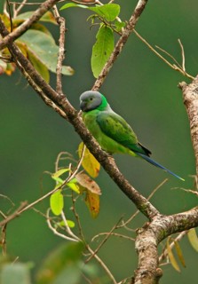 Layard's parakeet