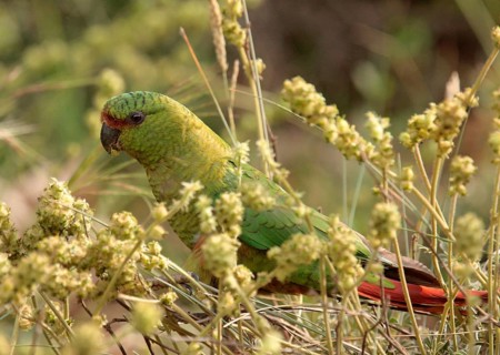 Austral Parakeet