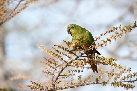 Austral parakeet