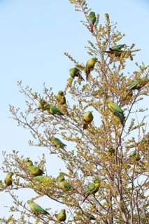 Flock of austral parakeet