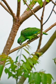 Adult black-billed amazon