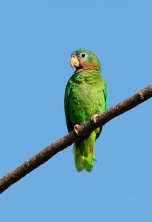 Jamaica Amazon