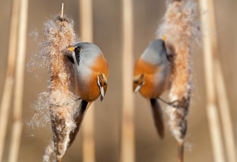 Bearded Reedlings
