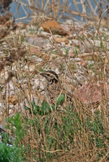 Japanese Quail