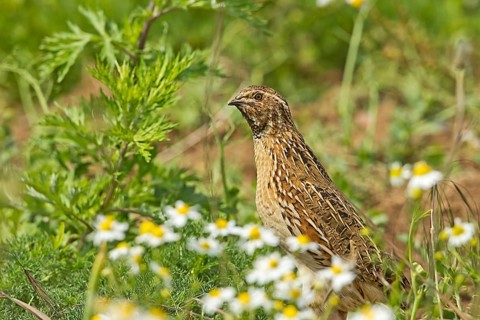 European Quail