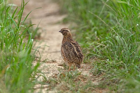 European Quail