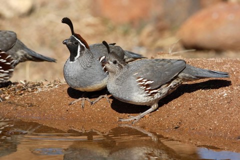 Gambel's gambel's quail