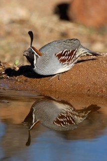 Gambel's gambel's quail