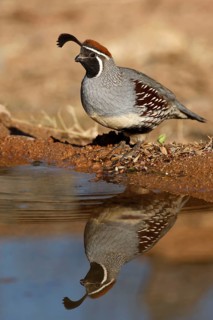 Gambel's gambel's quail