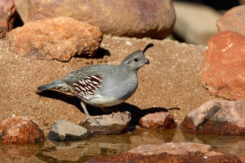 Gambel's Quail