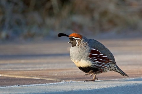 Gambel's Quail