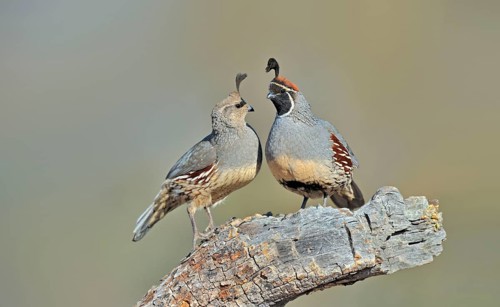 Gambel's gambel's quail