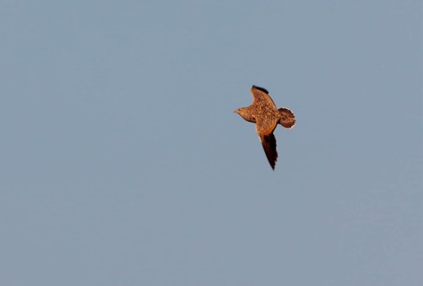 Black-bellied Sandgrouse