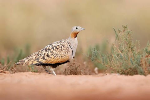 Black-bellied Sandgrouse