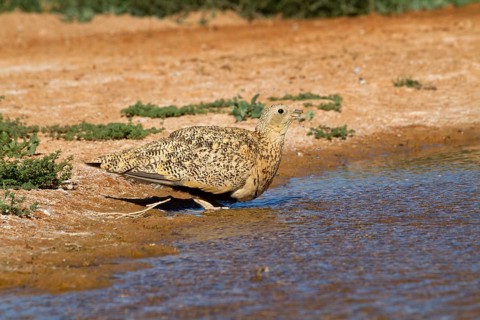 Black-bellied sandgrouse