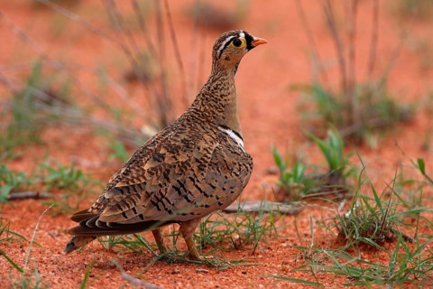 Black-faced Sandgrouse