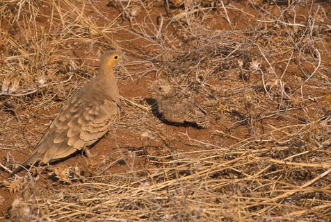Chestnut-bellied Sandgrouse