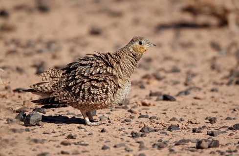 Crowned Sandgrouse