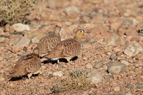 Crowned Sandgrouse