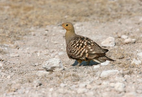 Namaqua Sandgrouse