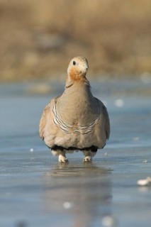 Pallas's Sandgrouse adult male