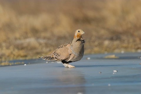 Pallas's Sandgrouse adult male