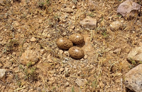 Pin-tailed sandgrouse