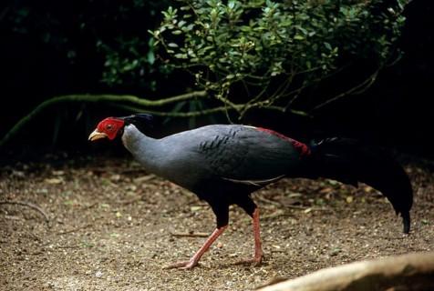 Siamese fireback