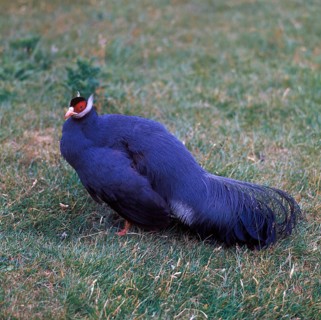 Blue eared pheasant