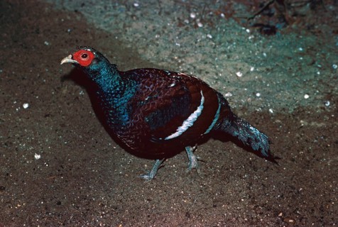 Hume's mrs. hume's pheasant