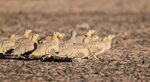 Spotted Sandgrouse