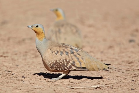 Spotted Sandgrouse