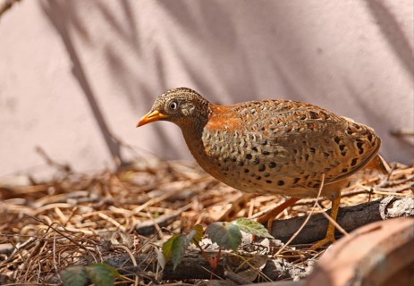 Yellow-legged Buttonquail
