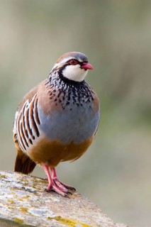 Red grouse
