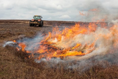 Gamekeepers burning heather on moorland to encourage new growth for grouse