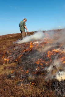 Gamekeepers on a hunting ground burning moorland to provide a good habitat for grouse