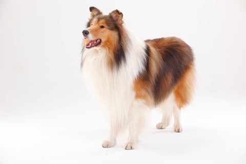 Rough Collie