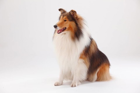 Rough Collie
