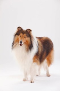 Rough Collie