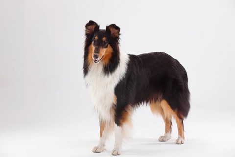 Rough Collie