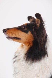 Rough Collie