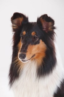 Rough Collie