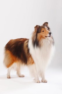 Rough Collie