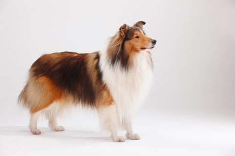 Rough Collie