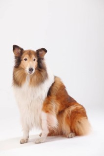 Collie