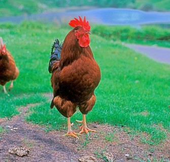 Domestic fowl