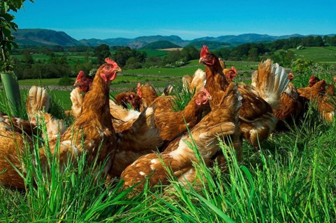 Domestic fowl