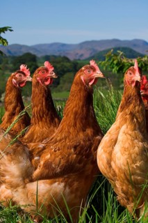 Domestic fowl