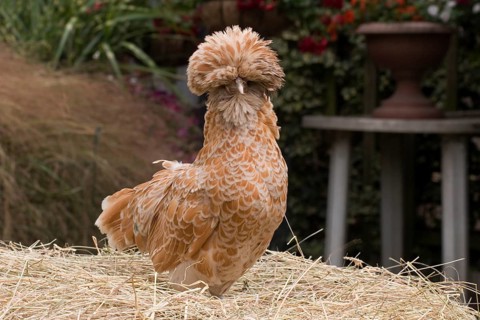 Purebred