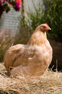 Cochin chickens